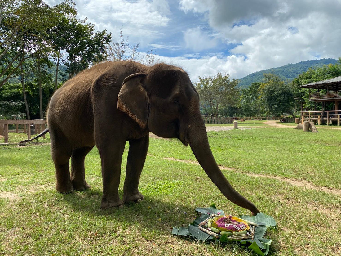 Support Save Elephant Foundation 請支持拯救大象基金會